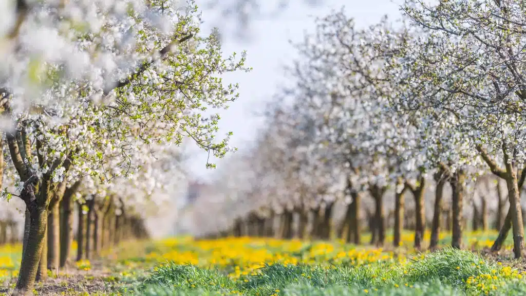 Verger de pommiers en fleurs au Pays de Herve au printemps