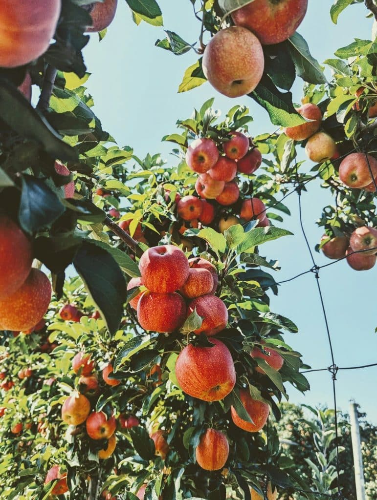 Vergers d’Aubel: pommiers en fleurs en Wallonie